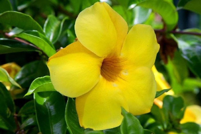 A Yellow Oleander