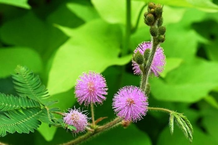 mimosa pudica